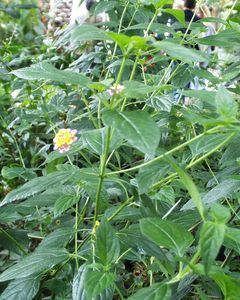 Lantana camara