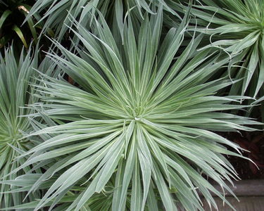 Echium wildpretii