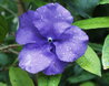 Brunfelsia pauciflora 'Macrantha'