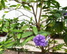 Brunfelsia pauciflora 'Macrantha'