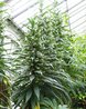 Echium pininana