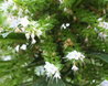 Echium pininana