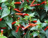 Cuphea ignea