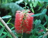 Melaleuca hypericifolia