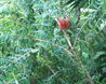 Melaleuca hypericifolia