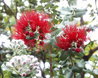 Metrosideros polymorpha