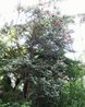 Metrosideros polymorpha