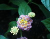 Lantana camara