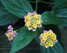 Lantana camara
