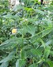 Lantana camara