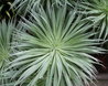 Echium wildpretii