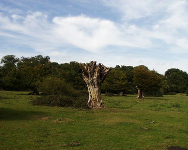 Hatfield Forest