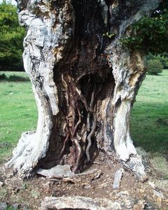 Hatfield Forest