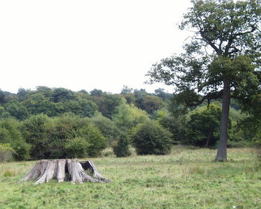 Hatfield Forest