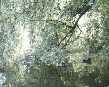 Hatfield Forest