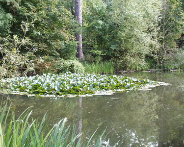 Hatfield Forest