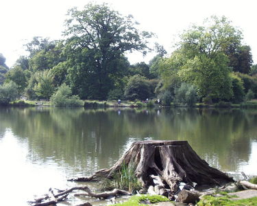 Hatfield Forest