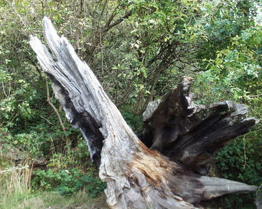 Hatfield Forest
