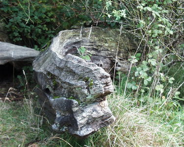 Hatfield Forest