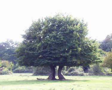 Ancient pollarded Hornbeam