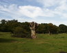 Hatfield Forest
