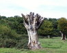 Hatfield Forest