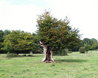 Hatfield Forest