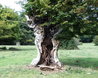 Ancient Tree