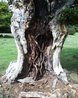 Hatfield Forest