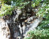 Hatfield Forest