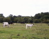 Cows