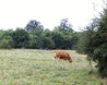 Cows
