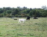 Cows