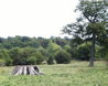 Hatfield Forest