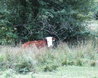 Cows