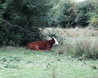 Cows