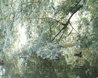 Hatfield Forest