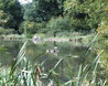 Hatfield Forest