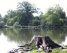 Hatfield Forest