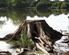 Tree Stump