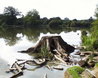 Hatfield Forest