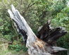 Hatfield Forest