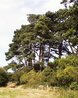 Hatfield Forest