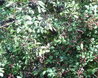 Hatfield Forest
