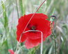 Poppy Seedpod