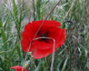 Poppy Flower