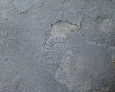 Fossil