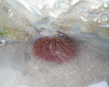 Sea Anemone