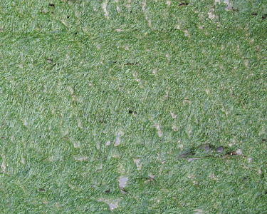 Seaweed on the rocks