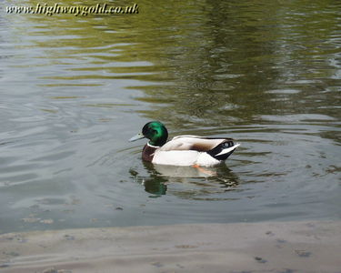Male Mallard Duck
